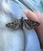 Lyngdvergmåler (Eupithecia nanata)