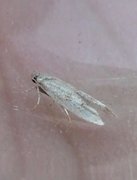 Furuskuddmøll (Exoteleia dodecella)