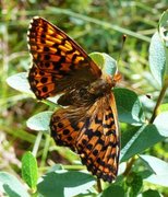 Myrperlemorvinge (Boloria aquilonaris)