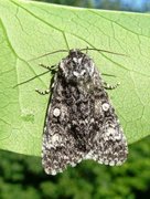 Ospekveldfly (Acronicta megacephala)