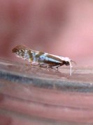 Argyresthia abdominalis