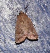 Mørkt ringurtefly (Hoplodrina blanda)