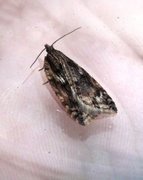 Kystflatvikler (Acleris hyemana)