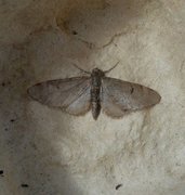 Furudvergmåler (Eupithecia indigata)