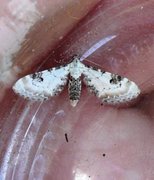 Hvit dvergmåler (Eupithecia centaureata)