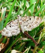 Stor kongledvergmåler (Eupithecia abietaria)