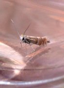 Phyllonorycter ulmifoliella