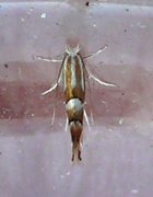 Phyllonorycter hilarella