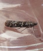 Furuskuddsmalmott (Dioryctria schuetzeella)