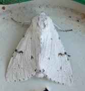 Hvitt kveldfly (Acronicta leporina)