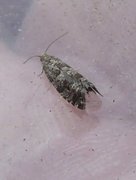 Liten grankveldvikler (Epinotia nanana)