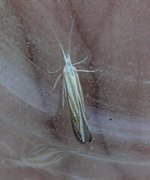 Coleophora ibipennella