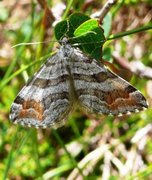 Tranebærmåler (Carsia sororiata)