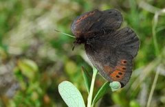 Fjellringvinge (Erebia pandrose)