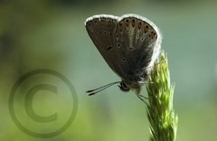 Brun blåvinge (Aricia eumedon)