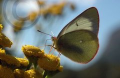 Myrgulvinge (Colias palaeno)