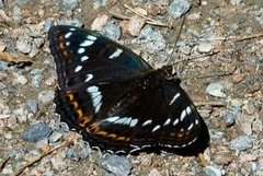 Ospesommerfugl (Limenitis populi)