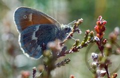 Myrringvinge (Coenonympha tullia)