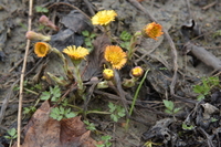 Hestehov (Tussilago farfara)