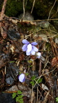 Blåveis (Hepatica nobilis)