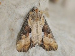 Sumpengfly (Lateroligia ophiogramma)