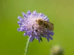 Kobberfly (Chersotis cuprea)