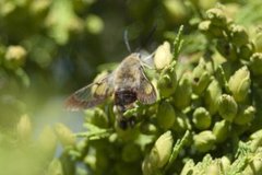 Bredkantet humlesvermer (Hemaris fuciformis)