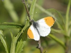 Aurorasommerfugl (Anthocharis cardamines)