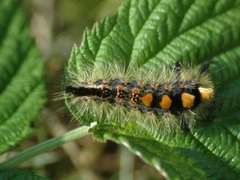 Høstbørstespinner (Orgyia antiqua)