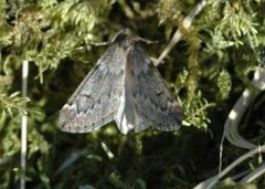 Vintermåler (Alsophila aescularia)