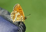 Marimjellerutevinge (Melitaea athalia)