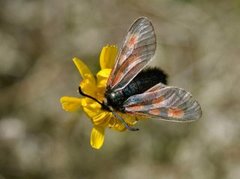 Fjellbloddråpesvermer (Zygaena exulans)