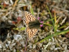 Fjellperlemorvinge (Boloria napaea)