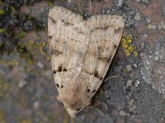 Brunt kilefly (Eugnorisma depuncta)