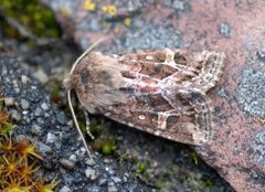 Svart sumpfly (Celaena haworthii)