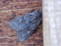 Gaffelkappefly (Lithophane furcifera)