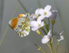 Aurorasommerfugl (Anthocharis cardamines)