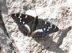 Ospesommerfugl (Limenitis populi)