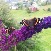 Admiral (Vanessa atalanta)