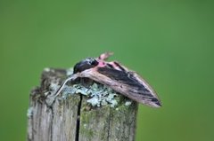 Ligustersvermer (Sphinx ligustri)