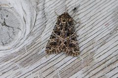 Mørkt nellikfly (Hadena bicruris)