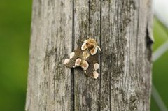 Flekkhalvspinner (Thyatira batis)