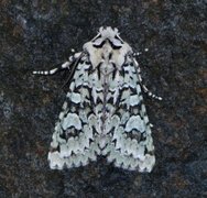 Grønt eikefly (Griposia aprilina)