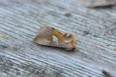 Storflekket metallfly (Autographa bractea)