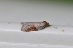 Buskflatvikler (Acleris laterana)