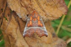 Flikfly (Scoliopteryx libatrix)