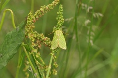 Rødfrynset båtfly (Pseudoips prasinana)