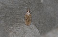 Agonopterix assimilella