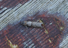 Vårvikler (Tortricodes alternella)