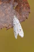 Vårdorskmøll (Diurnea fagella)